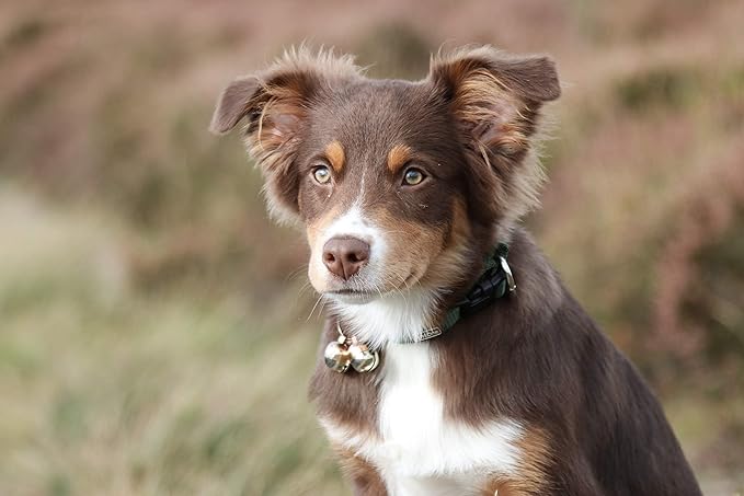 Beau's Bells 2 Extra Loud Cat & Dog Bells | Pet Tracker | Save Birds & Wildlife | Luxury Handmade Copper (Medium)