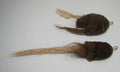Fun Buffalo Rat Pack Frog, Tadpole Refill/Attachments- Fits Wildcat and Popular Bird and Mouse Type Wands/Poles