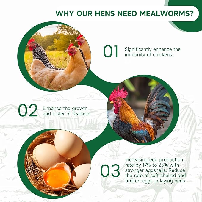 Black Soldier Fly Larvae Worms for Chickens, 5LB, 100% Natural Non-GMO BSFL Chicken Food, More Calcium Than Dried Mealworms, High Protein Chicken Treats for Layer Hens, Wild Birds, Ducks