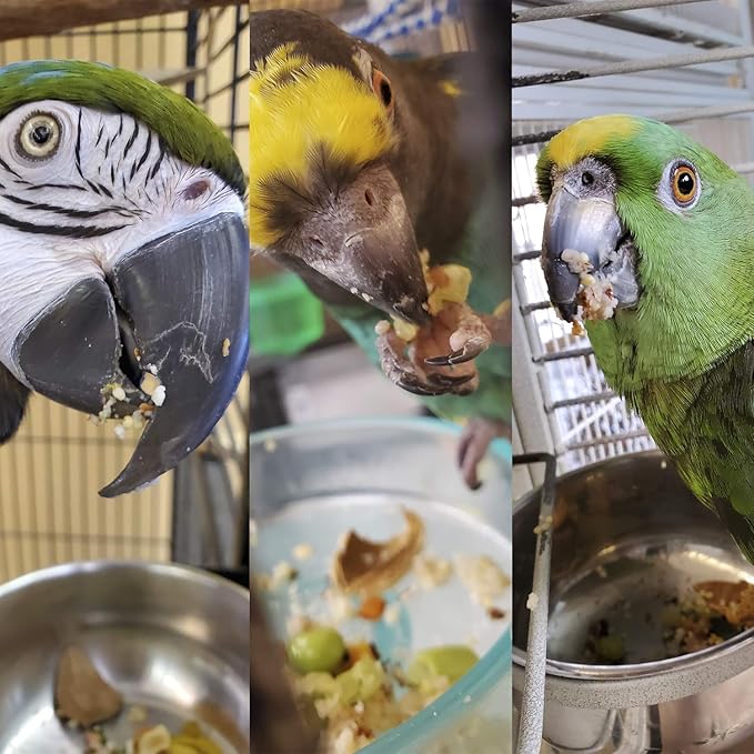 Bird Street Bistro Parrot Food - Parakeet & Cockatiel Food - Cooks in 3-15 min w/Natural Grains, Legumes, Non-GMO Fruits, Vegetables & Healthy Spices