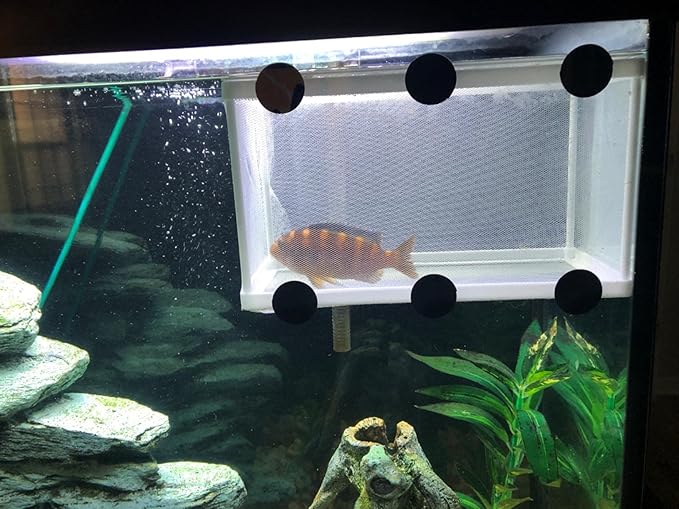 Large Fish Breeder Net with Suction Cups Nylon Mesh Fish Fry Hatchery Breeder Isolation Box Separation Net for Plants/Shrimp on Aquarium Tank