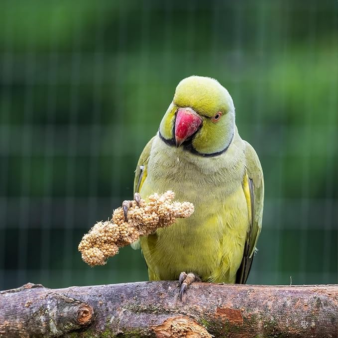 Birds LOVE Millet Tips & Tails for Birds - Parakeets, Cockatiels, Lovebirds, Budgies, Canaries, Cockatoos - Natural & Healthy Millet for Bird, Parakeet Food & Treats for All Parrots, 1lb (Pack of 25)