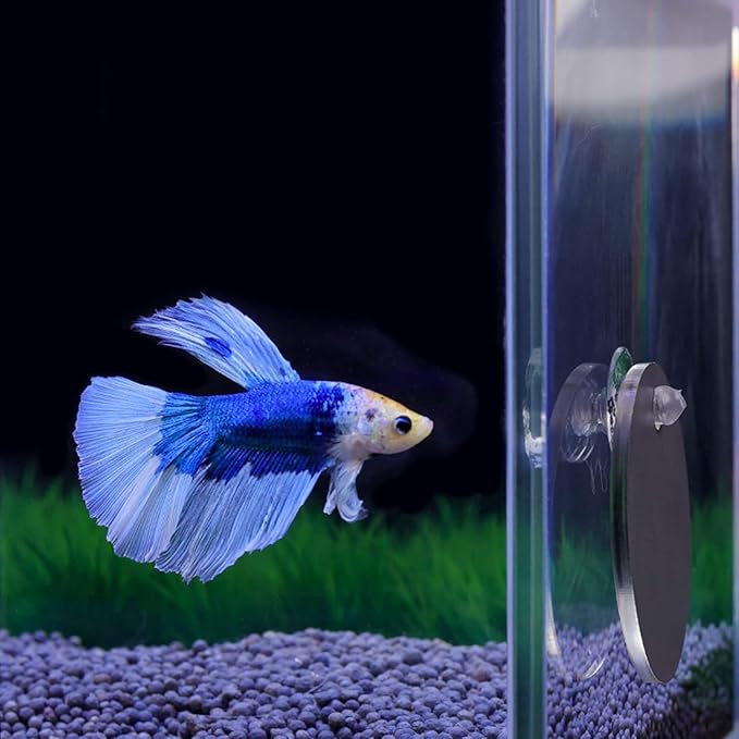 Betta Training Mirror Fish for Tank Fish Antidepressant Work Out Special for Betta Fitness Mirror Betta Toys Mirror Aquarium Decor (7cm)
