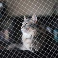 Petboss Anti-Fall Cat Netting Mesh Fence, Transparent Nylon for Dogs & Cat, Pet Safety Net for Balcony/Stairs/Window - 10x20Ft