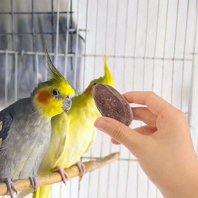 8pcs Natural Dried Fruit Bird Chew for Parakeet Cockatiel Birds Safe Biting Treats for Shredding and Foraging Fun