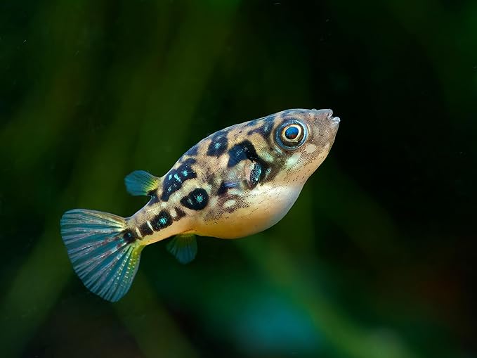 Swimming Creatures 5 PCS Assorted Tropical Fish Combo Pack (Selections from Rasboras, Rainbowfish, Plecos, Corydoras, Catfish, Loaches & More!) Freshwater Aquarium Fish Live