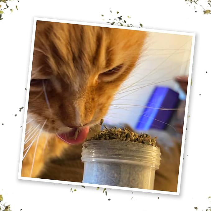 Meowijuana Good Vibes Kalico Kush | Valerian Root and Catnip Blend | Large Bottle High Potency Blend | Premium Hand Harvested North American Catnip