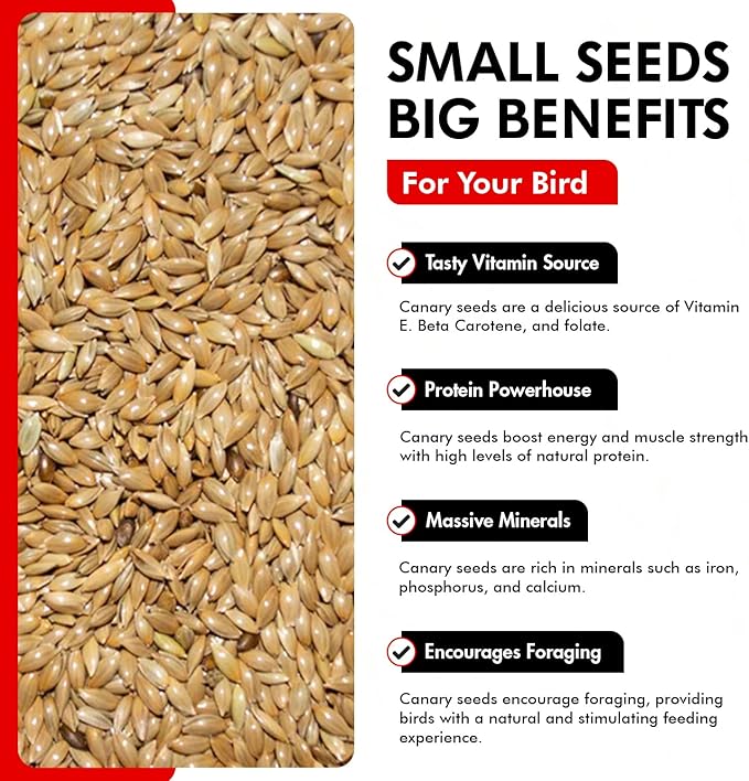 Morning Bird Canary Seed 1.5 lbs – Nutrient-Rich Bird Seed – Creamy Golden Grain Powerhouse - Supports Healthy Feathers & Strong Bones – Natural Daily Nutrition for All Bird Types