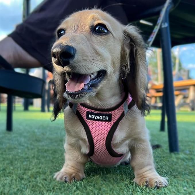Best Pet Supplies Voyager Step-in Air Harness - All Weather Mesh, Reflective, No Pull Harness for Dogs, Cats - Secure with Hook & Loop Fastener, Buckle, Double D-Rings - Pink/Black Trim, XXS