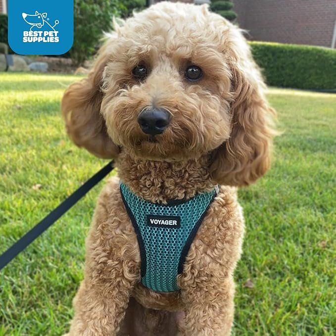 Best Pet Supplies Voyager Step-in Air Harness - All Weather Mesh, Reflective, No Pull Harness for Dogs, Cats - Secure with Hook & Loop Fastener, Buckle, Double D-Rings - Turqupise 2-Tone, M