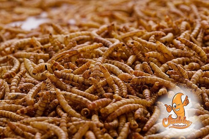 Chubby Dried Mealworms | 4 lbs | High-Protein Non-GMO Treats for Chickens, Ducks, Wild Birds & Backyard Pets
