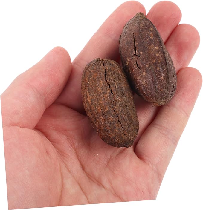 8pcs Natural Dried Fruit Bird Chewing for Parrot Budgie Parakeet Safe Foraging Accessories Healthy Chew for Pet Birds