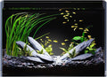 5 Gallon Glass Fish Tank Ultra Clear Rimless Aquarium, Built-in Black Background Rectangular Tank