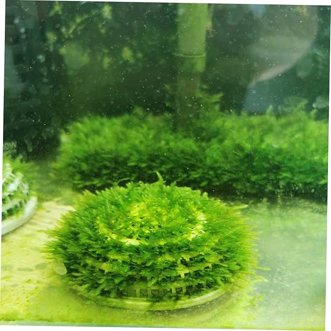 6pcs Aquatic Plant Boxes for Fish Tank Breeding Containers Permeable Design Landscape Decor for Aquascaping and Plant Cultivation