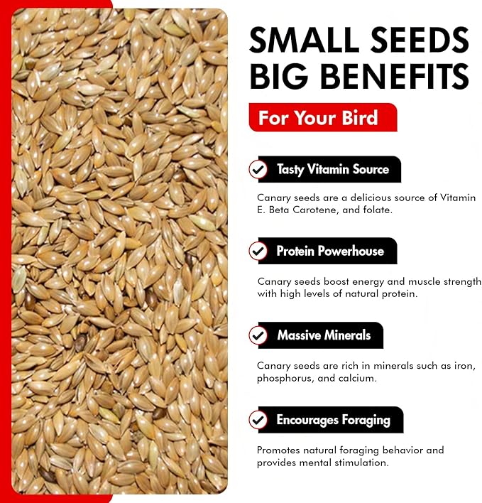 Morning Bird Canary Seed 18 lbs (2-Pack, 9 lbs Each), Nutrient-Rich Bird Seed, Creamy Golden Grain Powerhouse - Supports Healthy Feathers & Strong Bones – Natural Daily Nutrition for All Bird Types