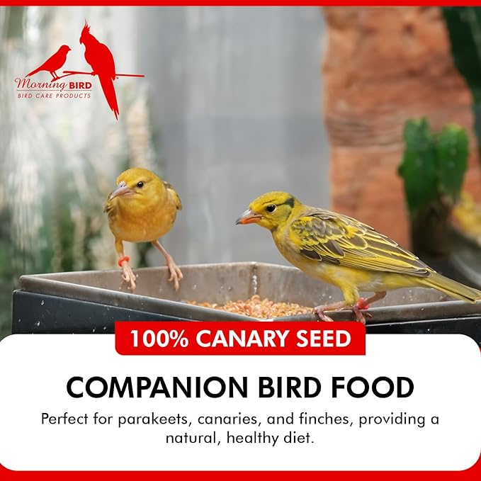Morning Bird Canary Seed 1.5 lbs – Nutrient-Rich Bird Seed – Creamy Golden Grain Powerhouse - Supports Healthy Feathers & Strong Bones – Natural Daily Nutrition for All Bird Types