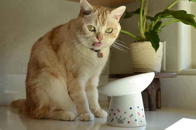 Necoichi Raised Cat Food Bowl – Ceramic Elevated 15° Tilted Cat Bowl for Whisker Fatigue Dishwasher Microwave Safe, Non-Slip Anti Vomiting Design (Colorful Dots, Extra Wide Tilted, 1.5-Cup Capacity)