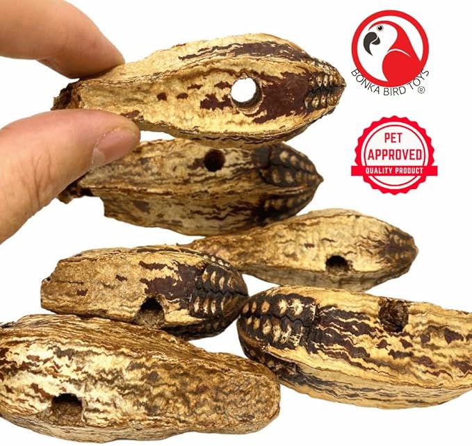 Bonka Bird Toys 3410 Pk6 Drilled Mahogany Pods Foot Talon Craft Part Parrot Toys, Amazon, African Greys, Eclectus, and Similar Breeds