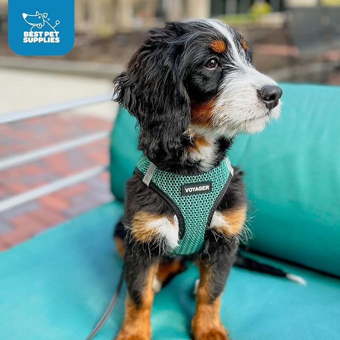 Best Pet Supplies Voyager Step-in Air Harness - All Weather Mesh, Reflective, No Pull Harness for Dogs, Cats - Secure with Hook & Loop Fastener, Buckle, Double D-Rings - Turqupise 2-Tone, S