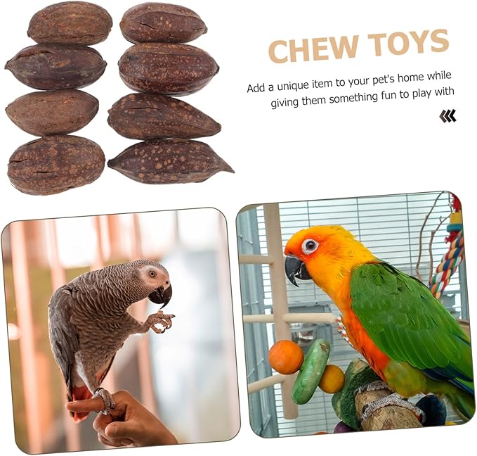 8pcs Natural Dried Fruit Bird Chewing for Parrot Budgie Parakeet Safe Foraging Accessories Healthy Chew for Pet Birds