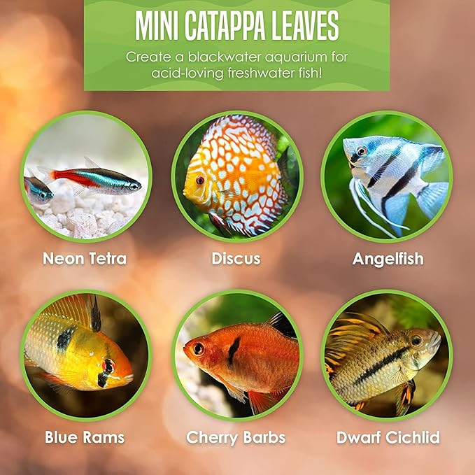 SunGrow 50 pcs Catappa Indian Almond Leaves for Betta Fish Tank Aquarium, 2” Water Conditioner Leaves, Leaf Also Suitable for Shrimp, Goldfish, Guppy and Frogs
