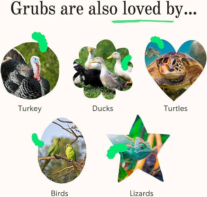 Grubbly Farms Love Tub - Black Soldier Fly Larvae for Chickens - Chicken Treats with 50x More Calcium for Strong Eggshells and Healthy Feathers - Grown in The US and Canada - 5lb Reusable Tub