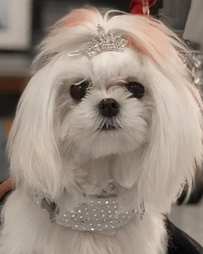 PET SHOW 1pc/Pack Dog Tiara Crown Hair Clips Bows for Small Dogs Costume Crystal Rhinestone Girls Puppies Barrette Grooming Hair Accessories
