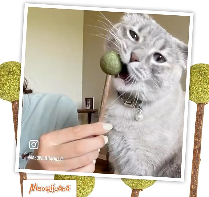 Meowijuana Lollies | Silvervine Sticks with Compressed Catnip | 5.5” Chew Sticks for Cats | Promote Healthy Chewing Habits and Dental Health | Freshly Harvested from Silverine Plants