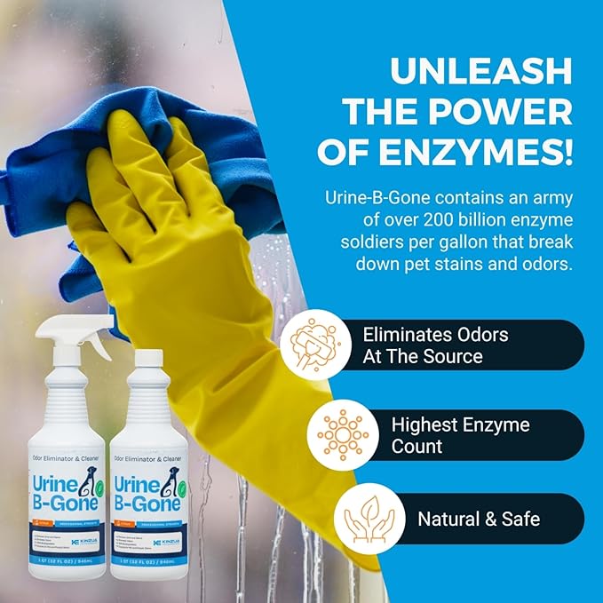 Urine B-Gone, Professional Enzyme Odor Eliminator & Pet Stain Remover, Human, Cat & Dog Urine Cleaner, Effective on Laundry, Carpets & More, Citrus Scent, 32oz, Pack of Two