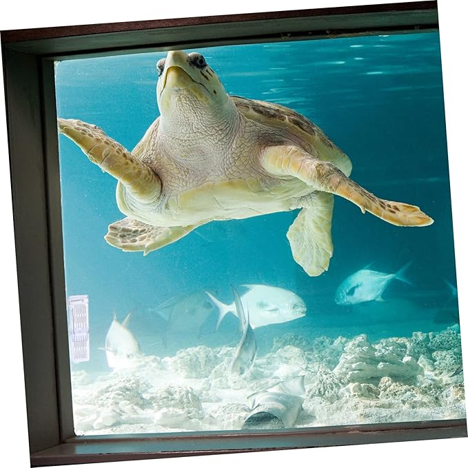 Breeding Tank Transparent Aquarium Box Cup Isolation Hatchery for Fish for Betta Guppy Fish Survival Water Cracks Easy Installation Observation