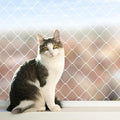 Cat Balcony Rail Net, 10 x 26 ft Cat Anti-Fall Netting Pet Balcony Mesh Fence Net Dog Fence Nets Black Nylon Pets Anti-Fall Mesh Fence