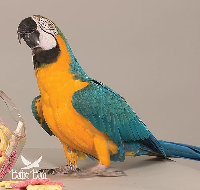 Premium Parrot Food, 4 lb Jar