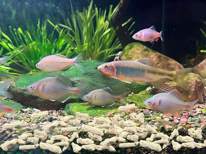 Crushed Coral Filter for Aquarium,Fish Tank Crushed Coral for Freshwater Aquarium Ph Aquarium Bio Filter Media Bag Reusable Aquarium Filter