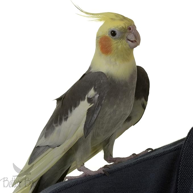 Premium Cockatiel Food, 4.5 lb Jar