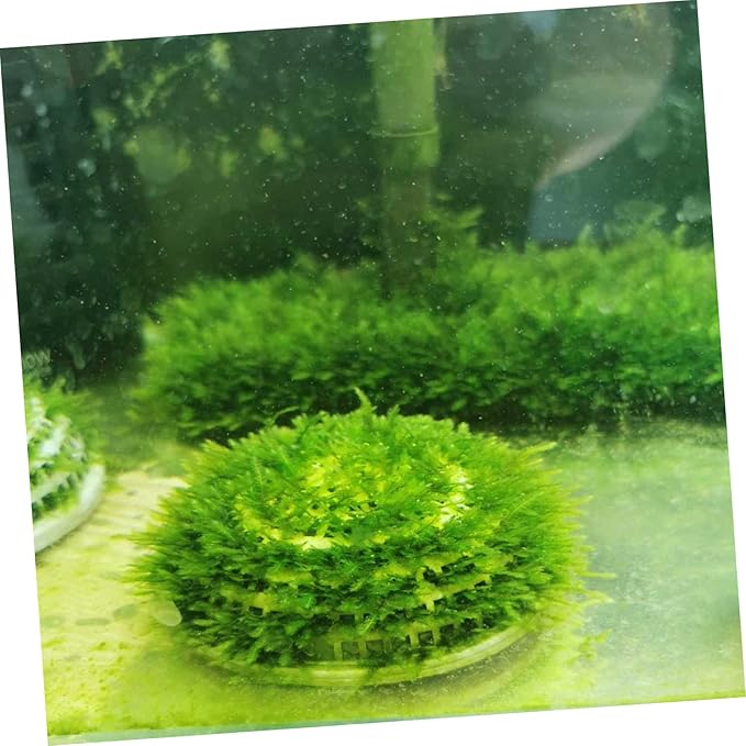 Water Grass Landscape Decors 2pcs Aquarium Moss Holder Plant Breeding Containers Safe for Home Aquarium