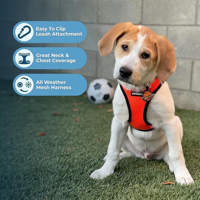 Best Pet Supplies Voyager Step-in Air Harness - All Weather Mesh, Reflective, No Pull Harness for Dogs, Cats - Secure with Hook & Loop Fastener, Buckle, Double D-Rings - Orange/Black Trim, XXXS