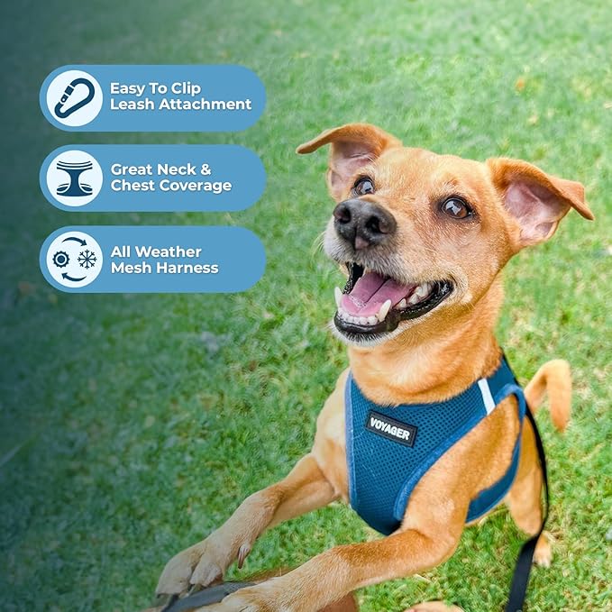 Best Pet Supplies Voyager Step-in Air Harness - All Weather Mesh, Reflective, No Pull Harness for Dogs, Cats - Secure with Hook & Loop Fastener, Buckle, Double D-Rings - Turquoise, XXXS
