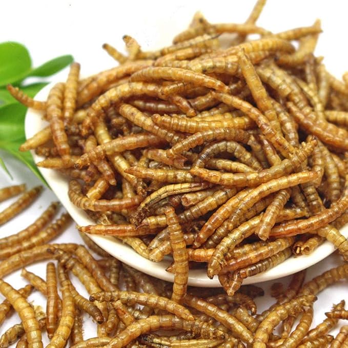 HANDPOINT 11 lbs Dried Mealworms, 100% Non-GMO Natural High-Protein,Treats for Chicken, Fish, Bird Food(11LB)