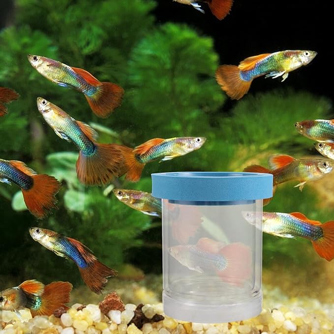 DOITOOL 2pcs Guppy Hatching Box Floating Breeder Box for Fish Tank Acrylic Isolation Container Small Aquarium Incubator Suitable for Fry and Egg Breeding