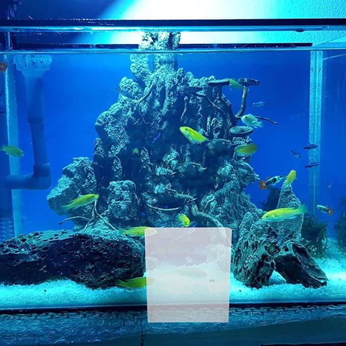 Kisangel Portable Transparent Fish Viewing Box 4.92X4.33X1.49In Lightweight Betta Fish Tank Small Aquarium Breeding Container for Desktop Observation and Care
