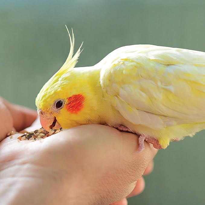 Kaytee Songbird Treat Jar -- Canary & Finch 9 oz