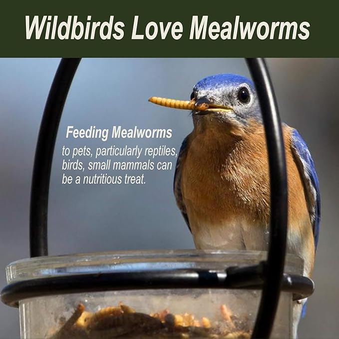 Adaman Dried Mealworms -10 LBS- 100% Natural Non GMO High Protein Mealworms - Bulk Meal Worms for Chickens & Birds, Ducks - Best Chicken Treats, Bird Food, Turtle Food