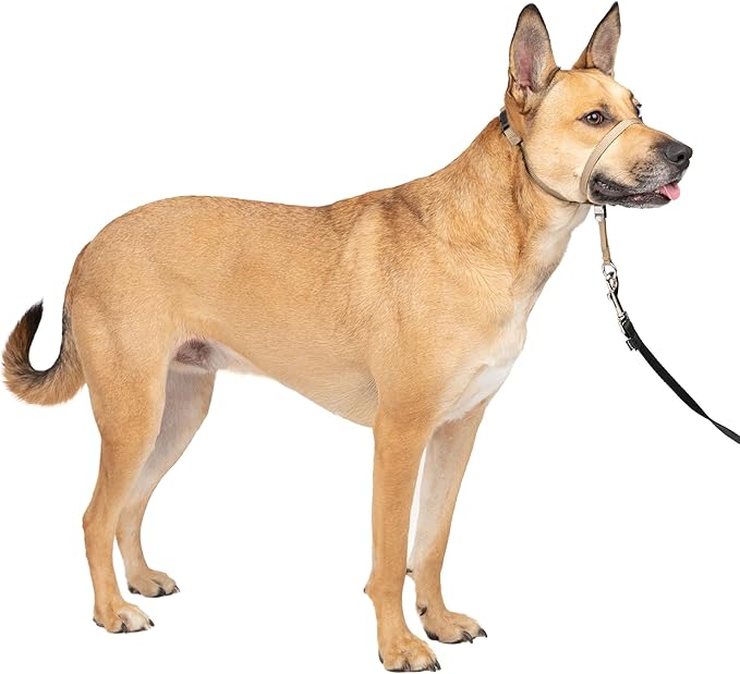 PetSafe Gentle Leader Headcollar No-Pull Dog Collar - Helps Improve Walks - Durable Nylon Construction - Padded Nose Loop - Adjustable Fit - Comfort Walking Halter - Medium, Fawn