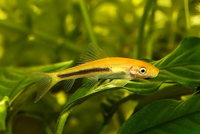 Swimming Creatures 5 PCS Assorted Tropical Fish Combo Pack (Selections from Rasboras, Rainbowfish, Plecos, Corydoras, Catfish, Loaches & More!) Freshwater Aquarium Fish Live