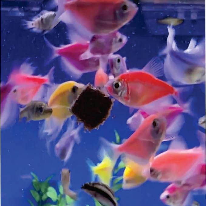 Super Cichlids Freeze Dried Blackworms with Color Boost - Great for Tropical & Marine Aquariums - High Protein, No Preservatives - Live Blackworms Replacement (75 Grams)
