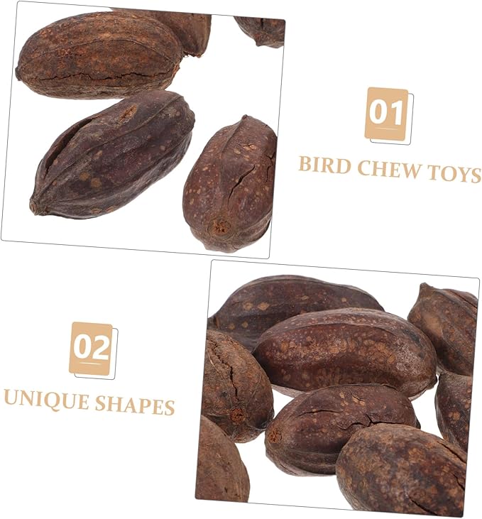 Totority 8pcs Natural Dried Fruit Bird Chewing Toys for Parakeets Cockatiels Healthy Shredding Toys to Reduce Boredom Furniture Fun Parrot Teething Accessories