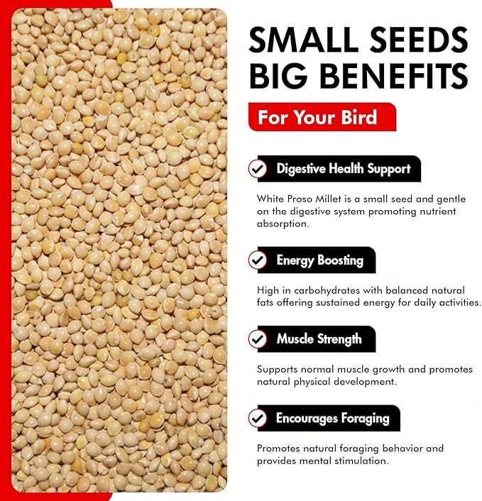 Morning Bird White Proso Millet 18 lbs (2-Pack, 9 lbs Each) Natural Bird Seed – Supports Feather Growth & Balanced Nutrition – High Energy Delicious Seed - Ideal for Finches, Parakeets & Pet Birds