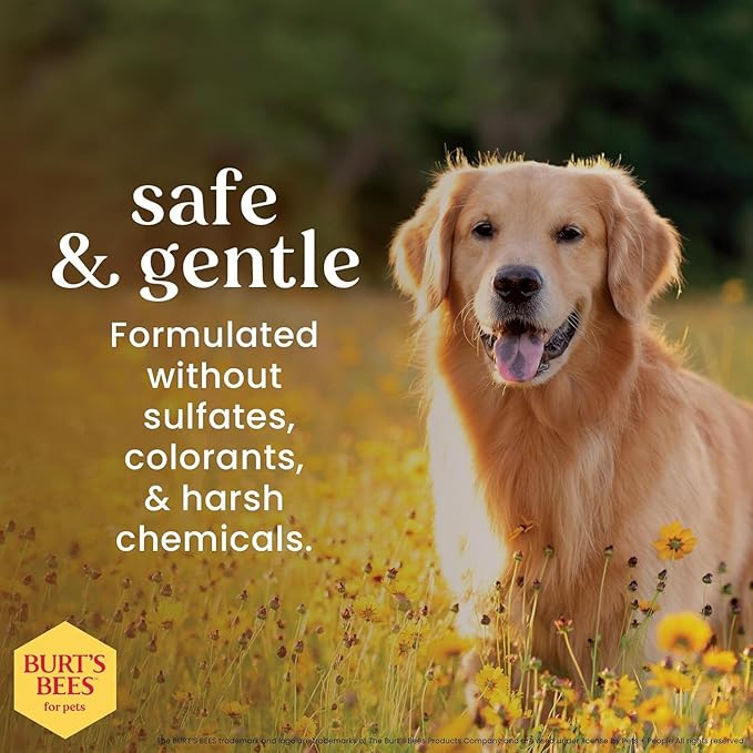 BURT'S BEES FOR PETS Deodorizing Spray for Dogs with With Hazel, Lemongrass and Sage Fragrance, 99% Natural Origin Formulas, Best Waterless Dog Shampoo - Gentle Dry Shampoo for Dogs, 10 oz - 2 Pack