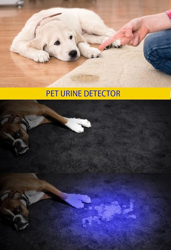 DARKBEAM UV 395nm USB Rechargeable Flashlight Ultraviolet led Light Blacklight Portable 400nm Mini Detector for Dog Urine Pet Stains, Anti-counterfeiting Identification, Resin Curing
