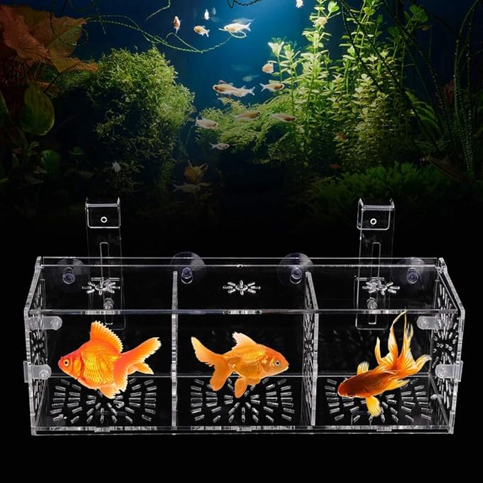 Fish Breeding Isolation Box Aquarium Acclimation Hatchery Incubator Acrylic Transparent Aquarium Hatchery Incubator Holder(30CM*10CM*10CM)